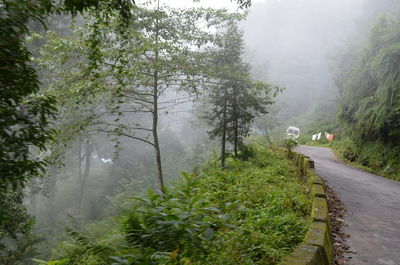 Road amidst trees in forest