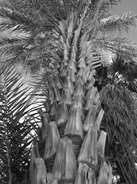 Close-up of palm tree against sky