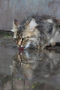 Full length of a cat drinking water