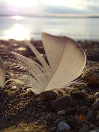 Close-up of dry leaf on beach