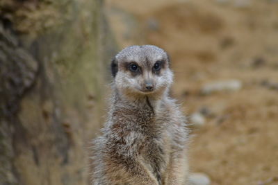 Portrait of meerkat