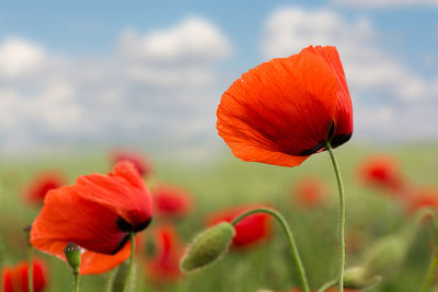 Close-up of red poppy flower