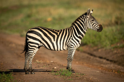 Plains zebra stands in profile on track