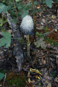 Close-up of mushroom on grass