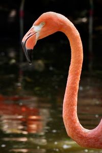 Close-up of a flamingo 