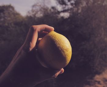 Close-up of hand holding apple against sky