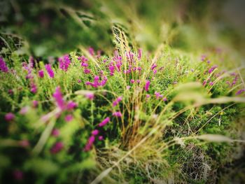 Close-up of purple flowers blooming in field