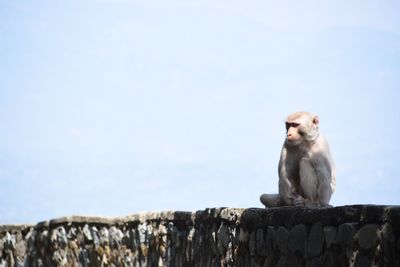 Low angle view of monkey perching on retaining wall against sky