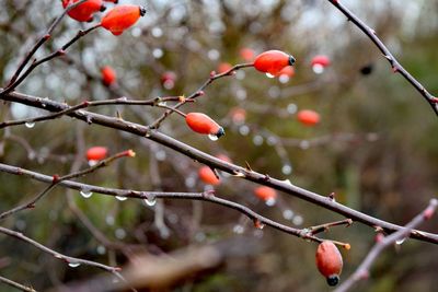 Close-up of berries on branch