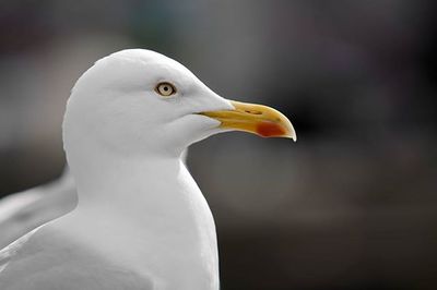 Close-up of white bird