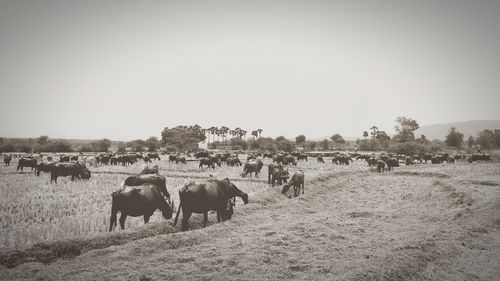 View of buffalo on field against clear sky