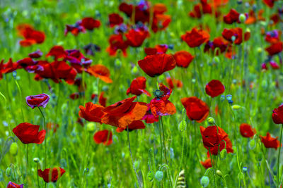 Close-up of red poppy flowers growing on field