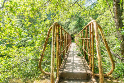 Walkway amidst trees in forest