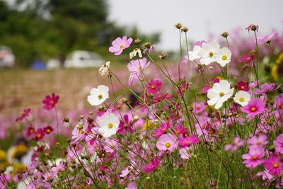 Pink flowers blooming outdoors