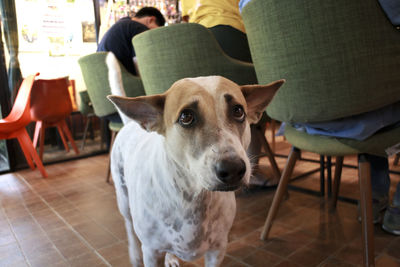 Close-up of dog in restaurant