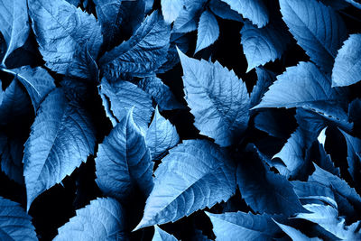 Agriculture, garden plant. natural blue pattern background.