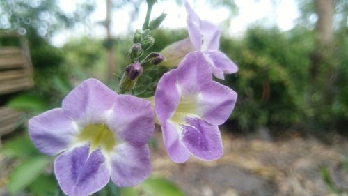 Close-up of purple flowers blooming outdoors