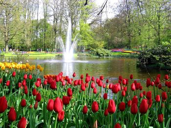 Scenic view of red tulips