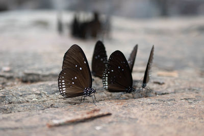 Close-up of butterfly