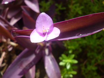 Close-up of pink flower blooming outdoors