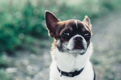 Portrait of dog sitting outdoors