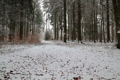 Scenic view of forest during winter