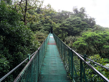 Railroad tracks in forest