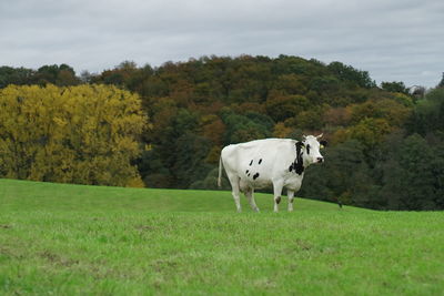 Horse standing in a field