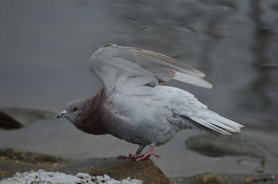 Close-up of seagull perching on shore