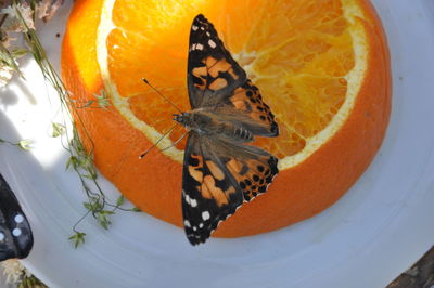 Close-up of butterfly on orange leaf