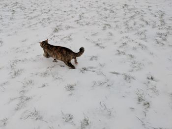 High angle view of dog on snow