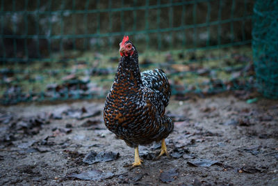 View of a bird on the land