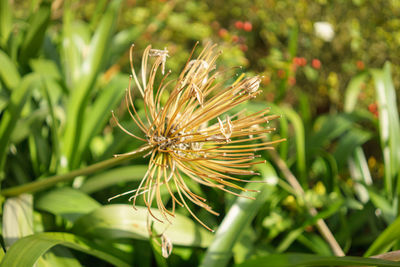 Close-up of wilted flower