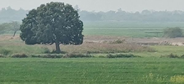 Scenic view of farm