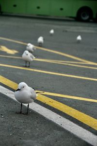 Seagull on road