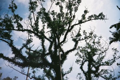 Low angle view of bare trees against sky