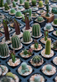 High angle view of succulent plants