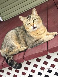 High angle view of cat sitting outdoors