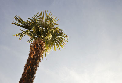 Low angle view of palm tree against sky