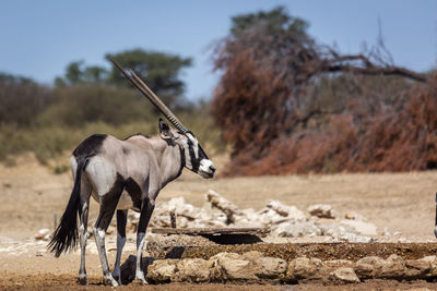 Horse standing on a land