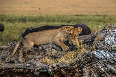 Lion relaxing on ground