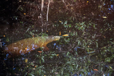 Fish swimming in sea