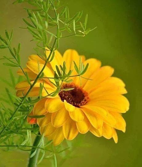 flower, petal, freshness, flower head, fragility, yellow, growth, beauty in nature, close-up, blooming, plant, nature, focus on foreground, in bloom, pollen, single flower, stem, blossom, botany, no people