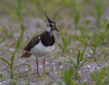 Northern lapwing, vanellus vanellus, walking in a field, romo island, denmark