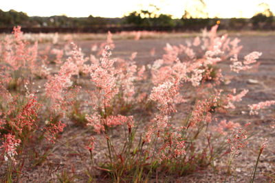 Flowers blooming on tree by lake