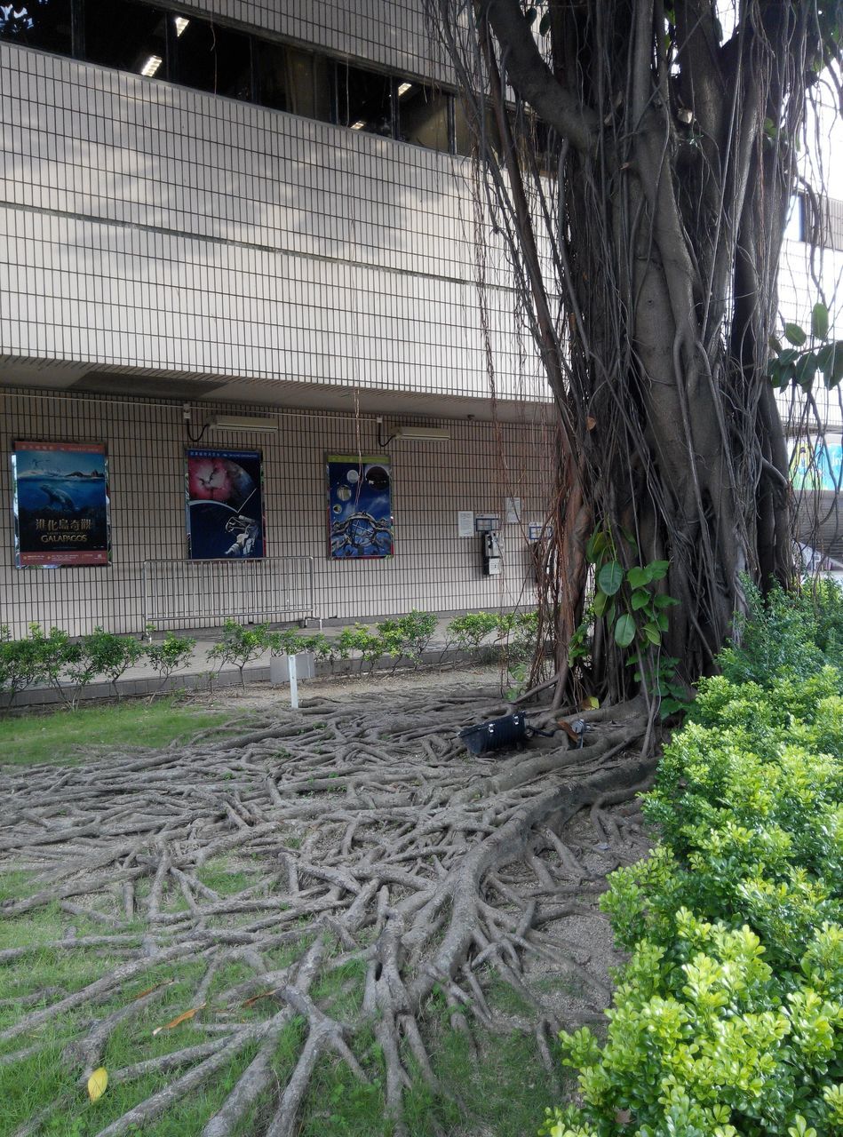 built structure, tree, architecture, building exterior, plant, growth, abandoned, house, sunlight, day, no people, old, outdoors, nature, green color, damaged, obsolete, grass, front or back yard, branch