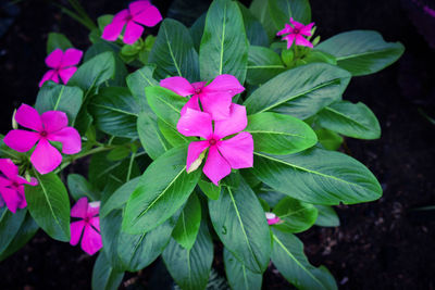 Close-up of pink flowering plant