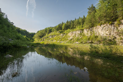 Scenic view of lake in forest