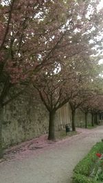 Flower trees against sky