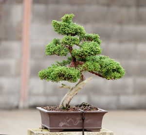 Close-up of small potted plant on table